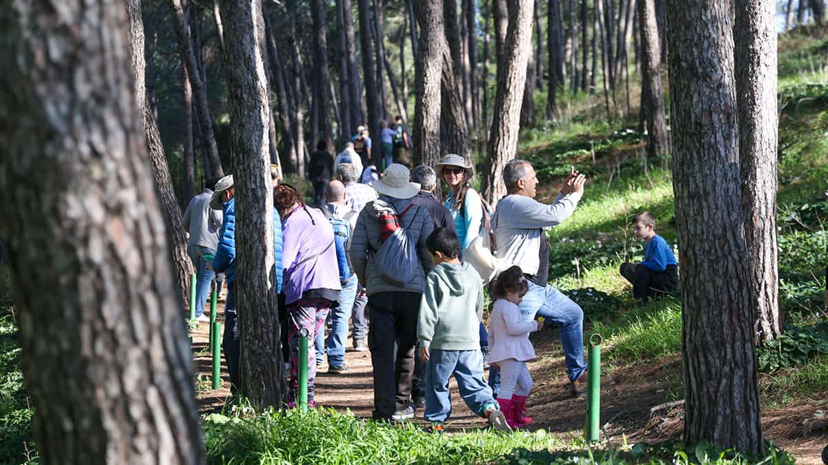 טיול רקפות ושלוליות ברמות מנשה תמונת גלריה 10